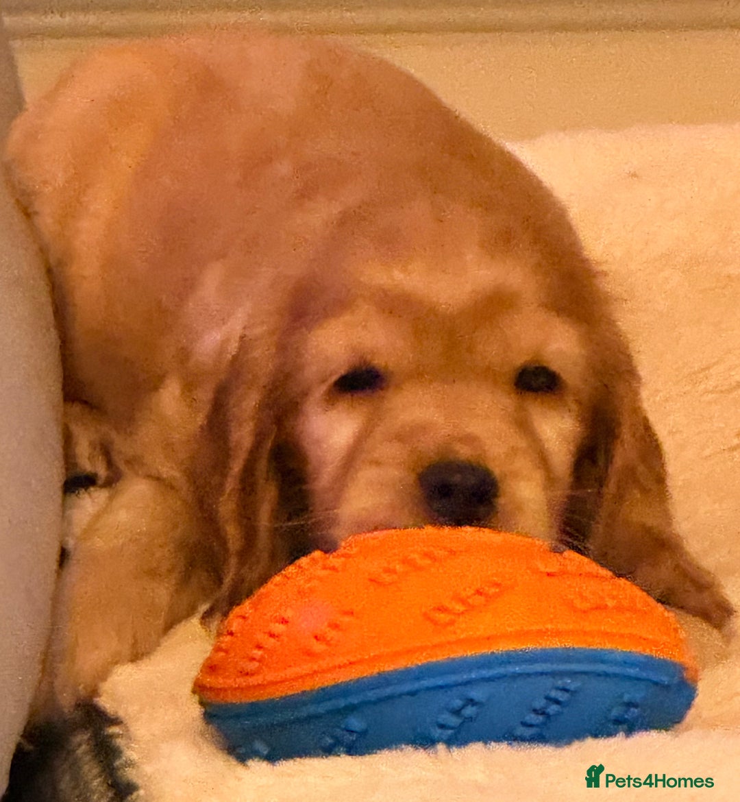 Cocker Spaniel dogs for sale: Show Type Cocker Spaniel  - Advert 6