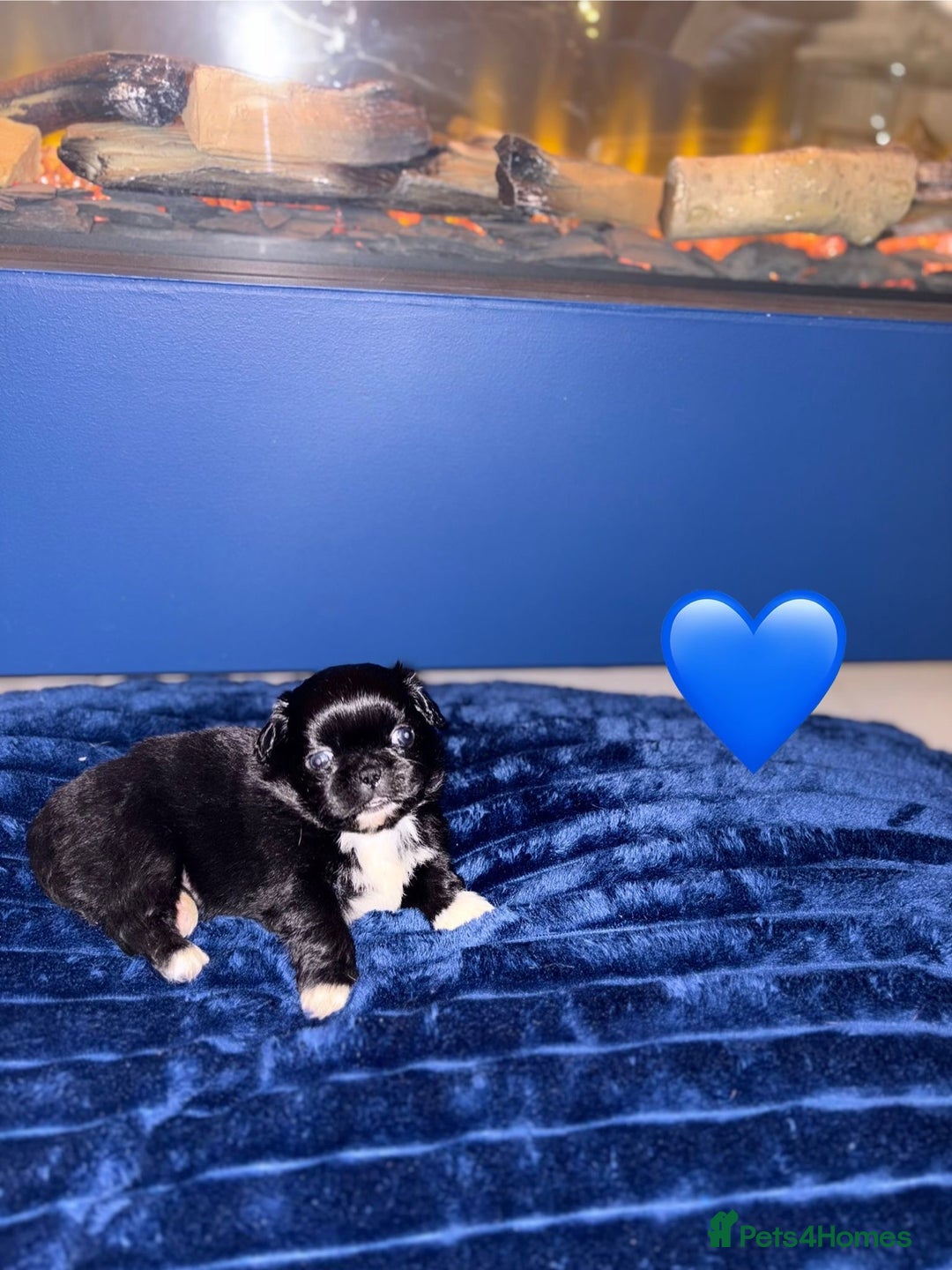 Pekingese dogs for sale: Adorable Pekingese puppies - Advert 1