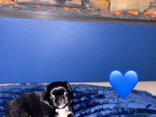 Pekingese dogs Adorable Pekingese puppies - Advert 12