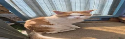 Maine Coon cats for stud: For stud - Advert 3