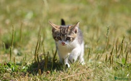 Mixed Breed cats for sale: Stunning kittens looking for loving home  - Image 6