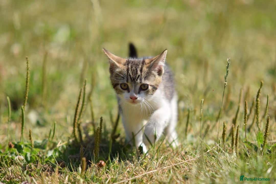 Mixed Breed cats for sale: Stunning kittens looking for loving home  - Image 6