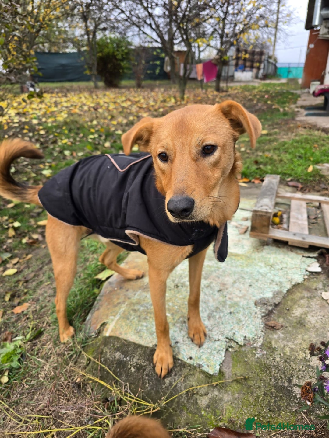 Mixed Breed dogs for adoption: URGENT: 💙ARCHIE & ARNY – Two Ginger Love-Bugs💙 - Advert 15