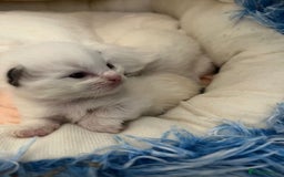 Ragdoll cats for sale: Beautiful Ragdoll Kittens (GCCF)TICA Reg. - Image 7