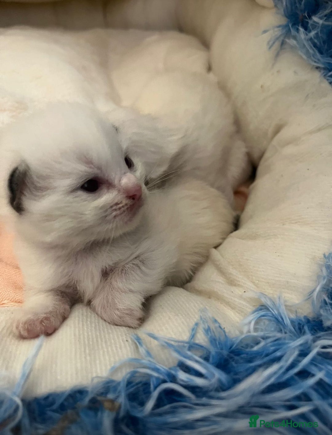 Ragdoll cats for sale: Beautiful Ragdoll Kittens (GCCF)TICA Reg. - Image 7
