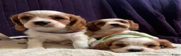 Cavalier King Charles Spaniel dogs for sale: Stunning cavalier King Charles puppies  - Advert 11