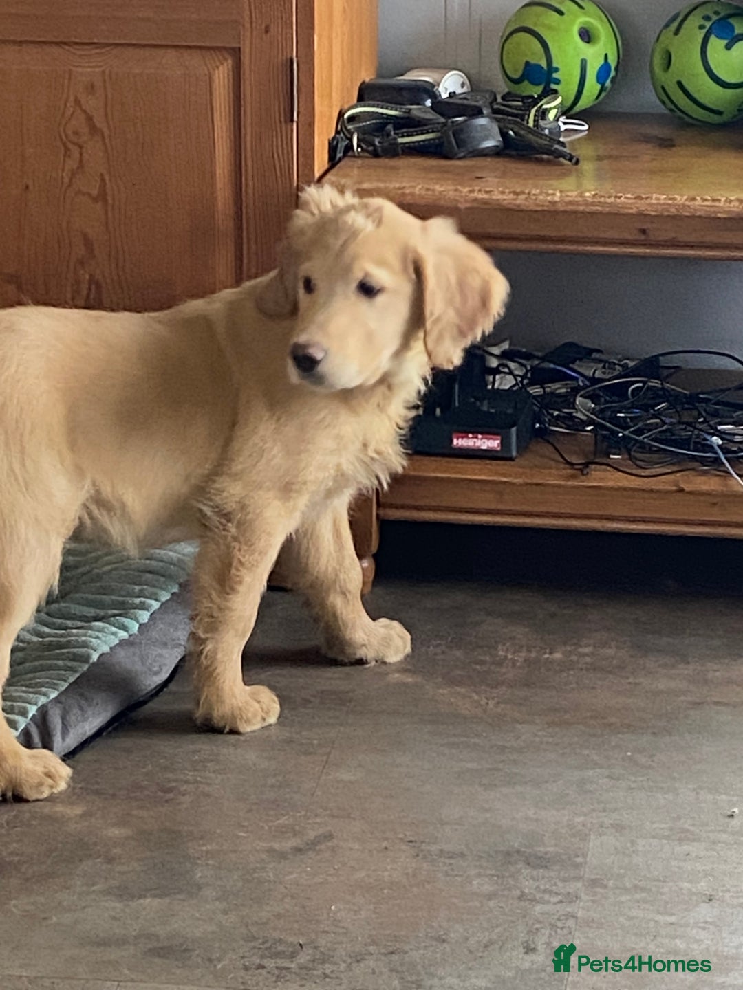 Golden Retriever dogs for sale: Golden retriever puppies  - Advert 3