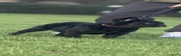 French Bulldog dogs for stud: WAVE CHECK C2 PUFFY TRINDLE  - Advert 13
