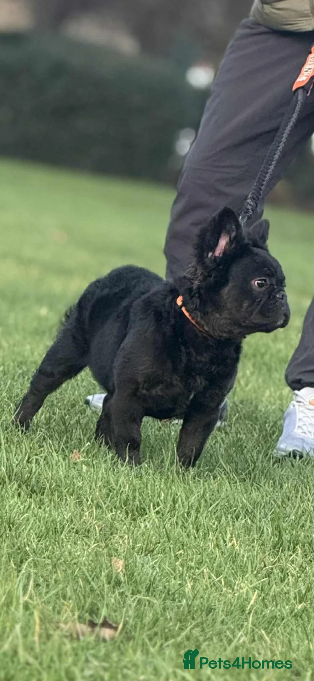 French Bulldog dogs for stud: WAVE CHECK C2 PUFFY TRINDLE  - Advert 13