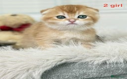 Scottish Fold cats for sale: Scottish straight/fold kittens 😸  - Image 8