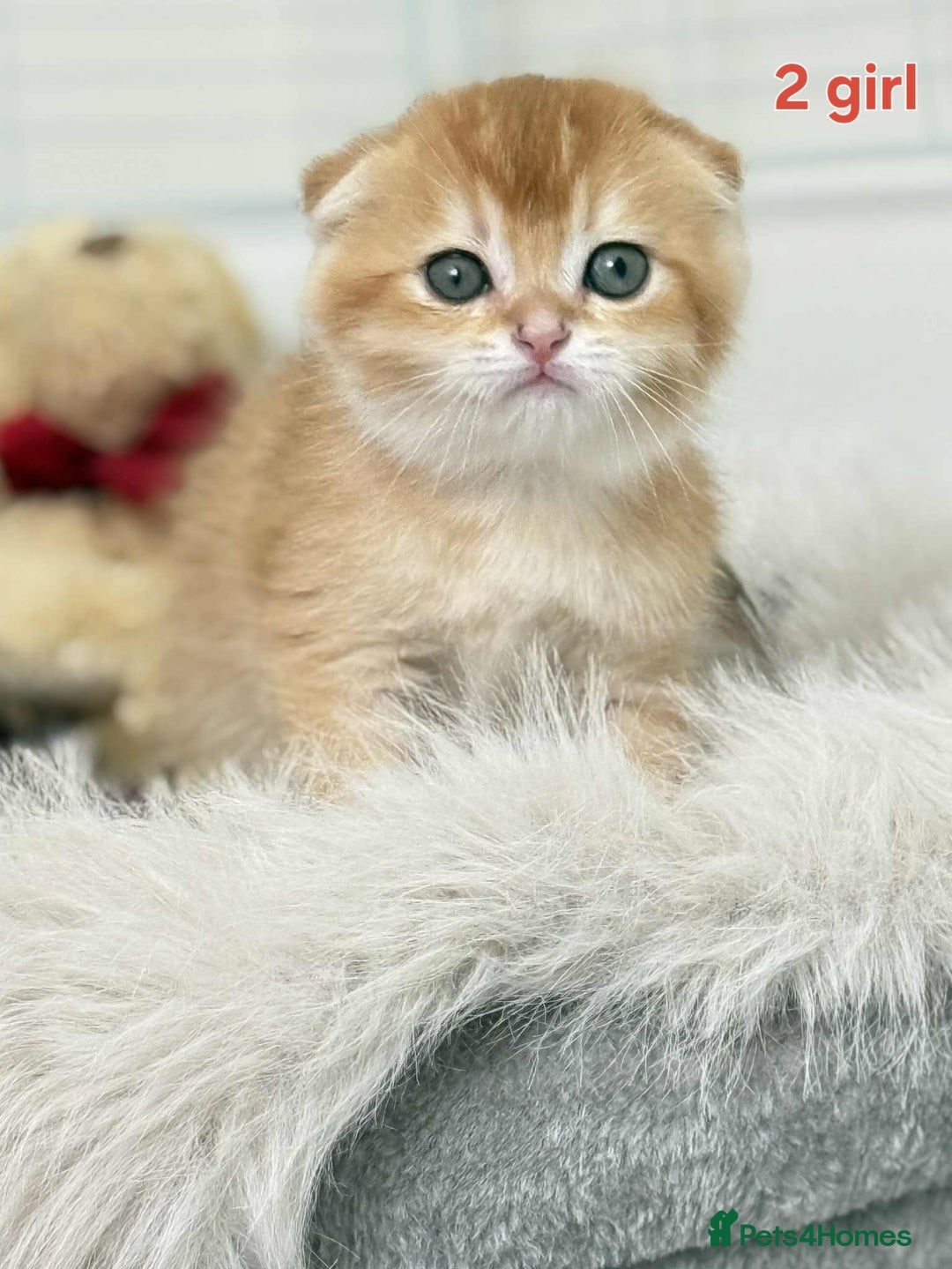 Scottish Fold cats for sale: Scottish straight/fold kittens 😸  - Image 8