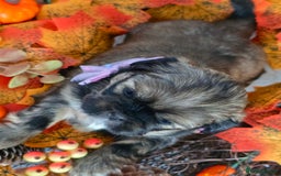 Shih Tzu dogs for sale: Shih tzu puppies - Image 10