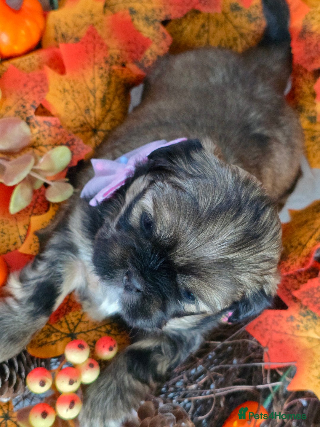 Shih Tzu dogs for sale: Shih tzu puppies - Image 10