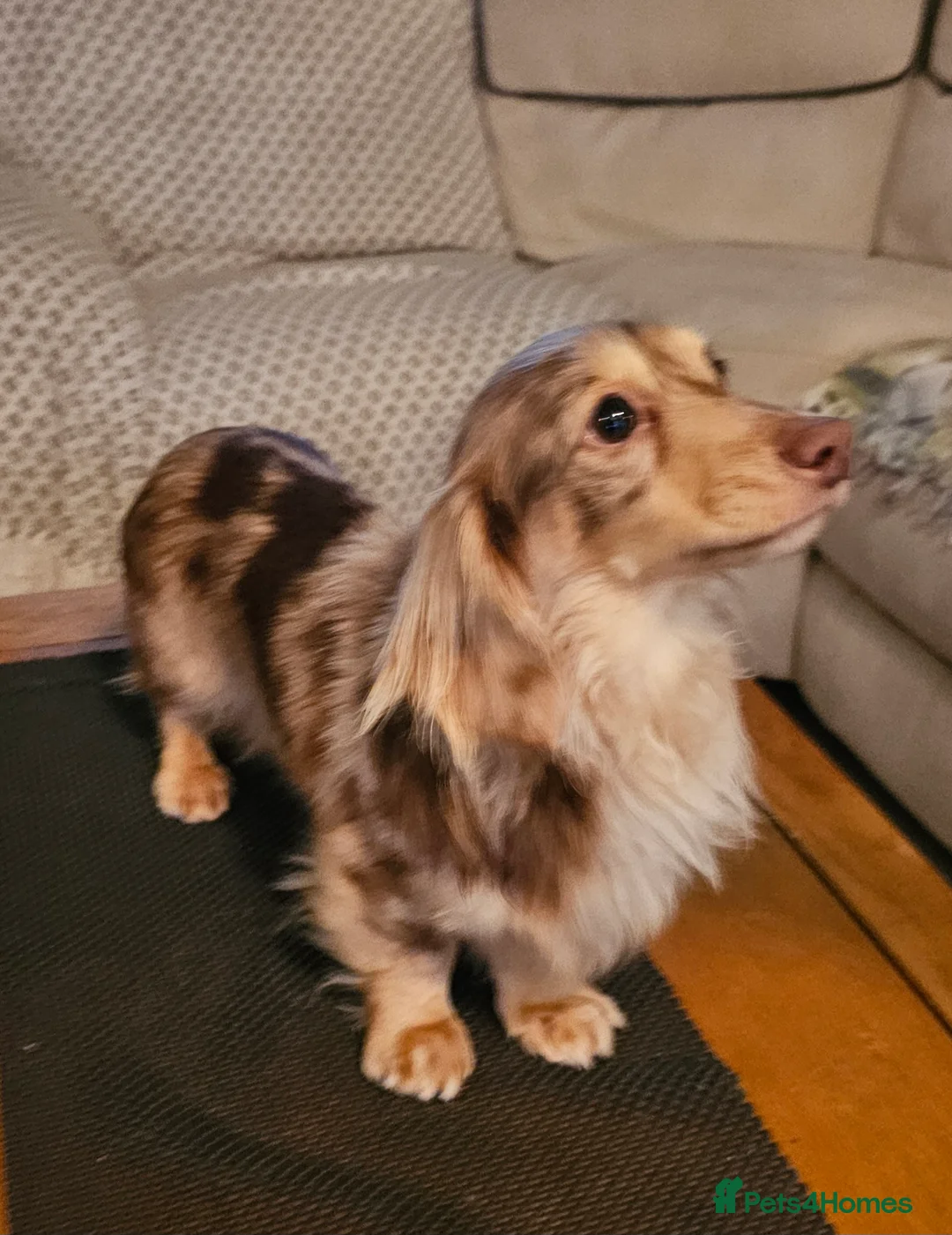 Miniature Dachshund dogs for stud: Stud only in Gateshead - Advert 2