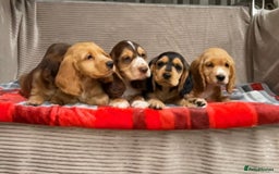 Cocker Spaniel dogs for sale: STUNNING COCKER SPANIEL PUPPIES  - Image 9