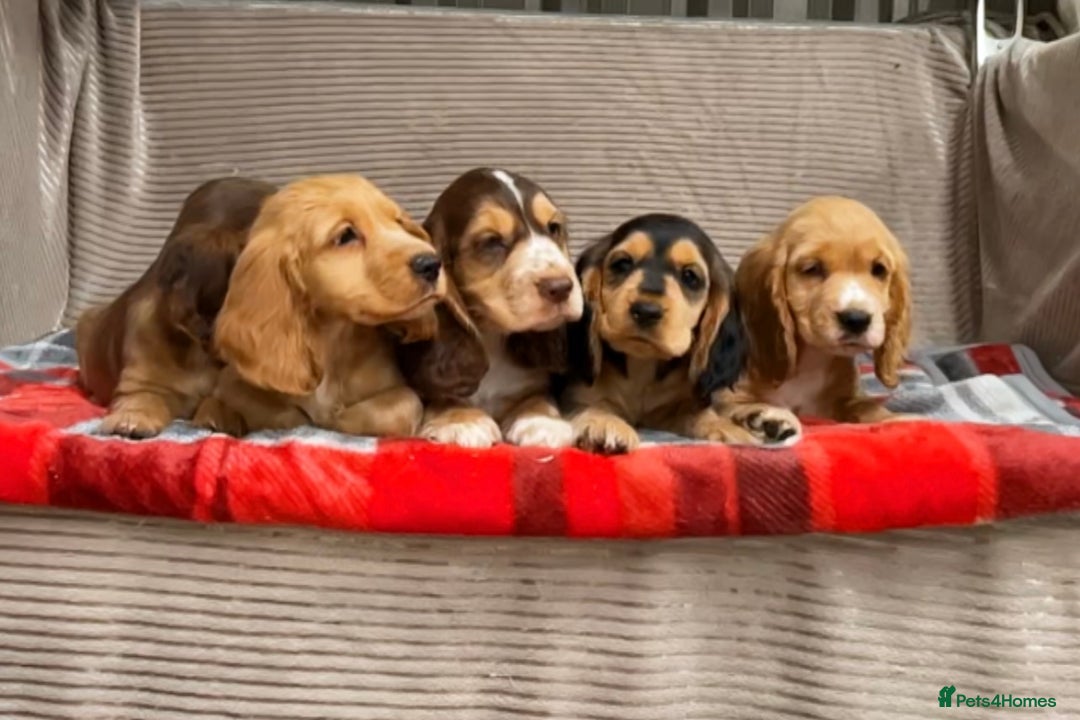 Cocker Spaniel dogs for sale: STUNNING COCKER SPANIEL PUPPIES  - Image 9