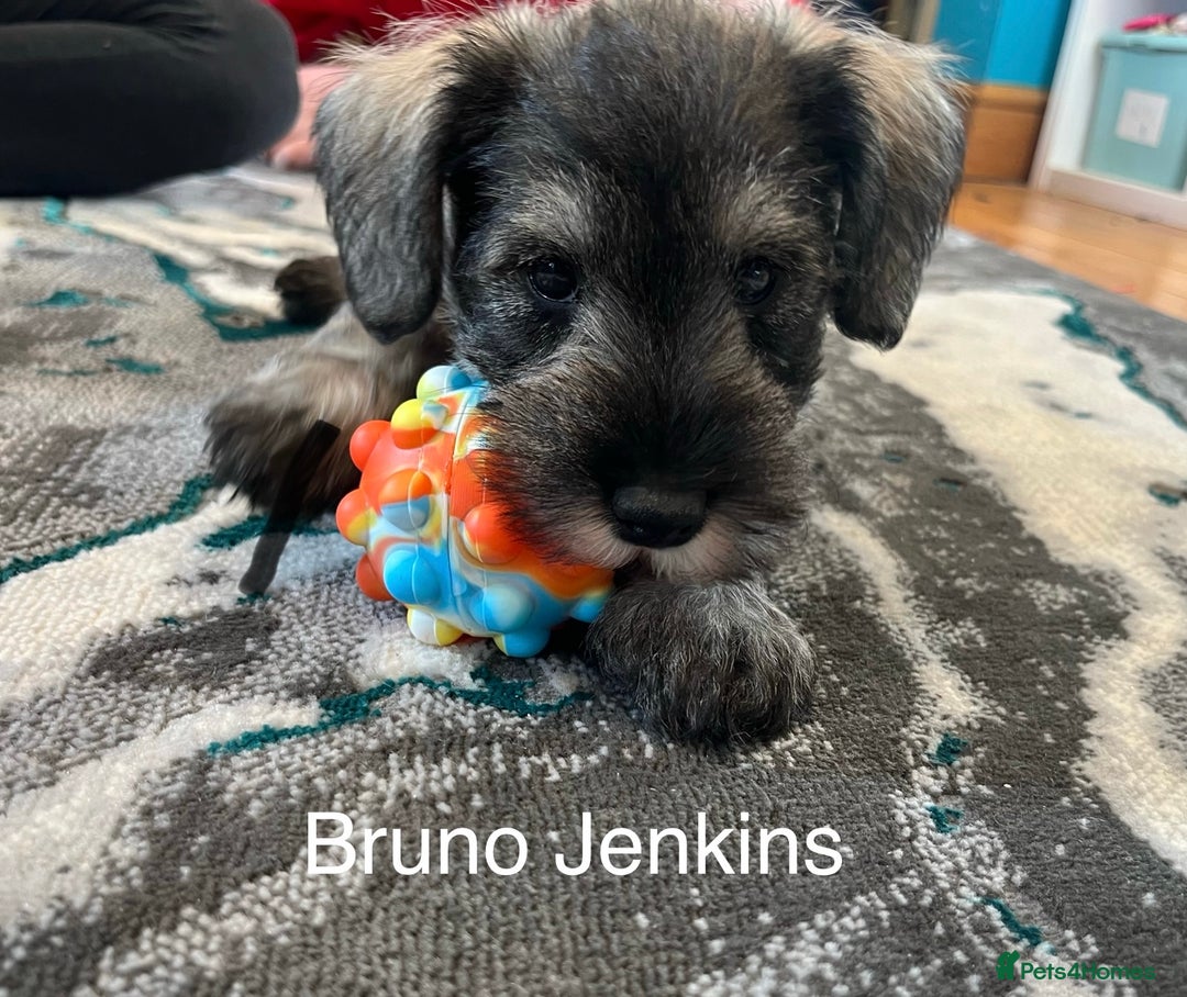 Miniature Schnauzer dogs for sale: Beautiful, KC Registered, health & BVA eye tested. - Advert 12