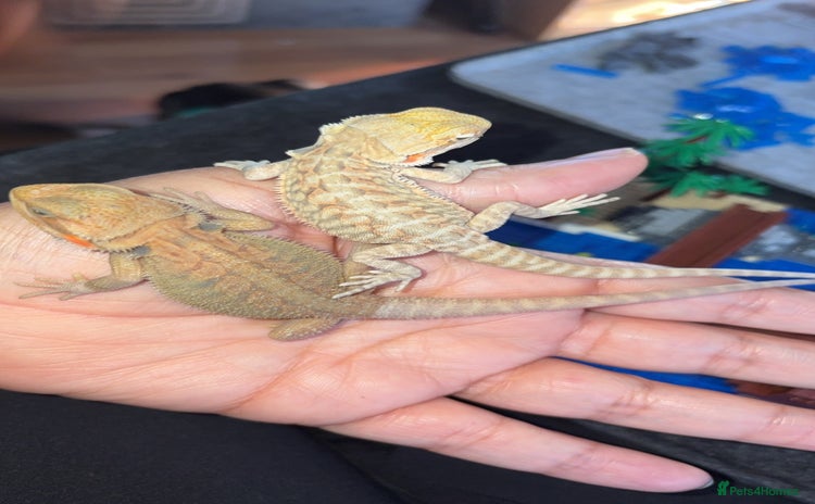 Bearded Dragon reptiles - Advert 3