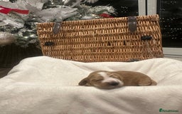 Cocker Spaniel dogs for sale: Show Type Cocker Spaniels Health Tested parent - Advert 7