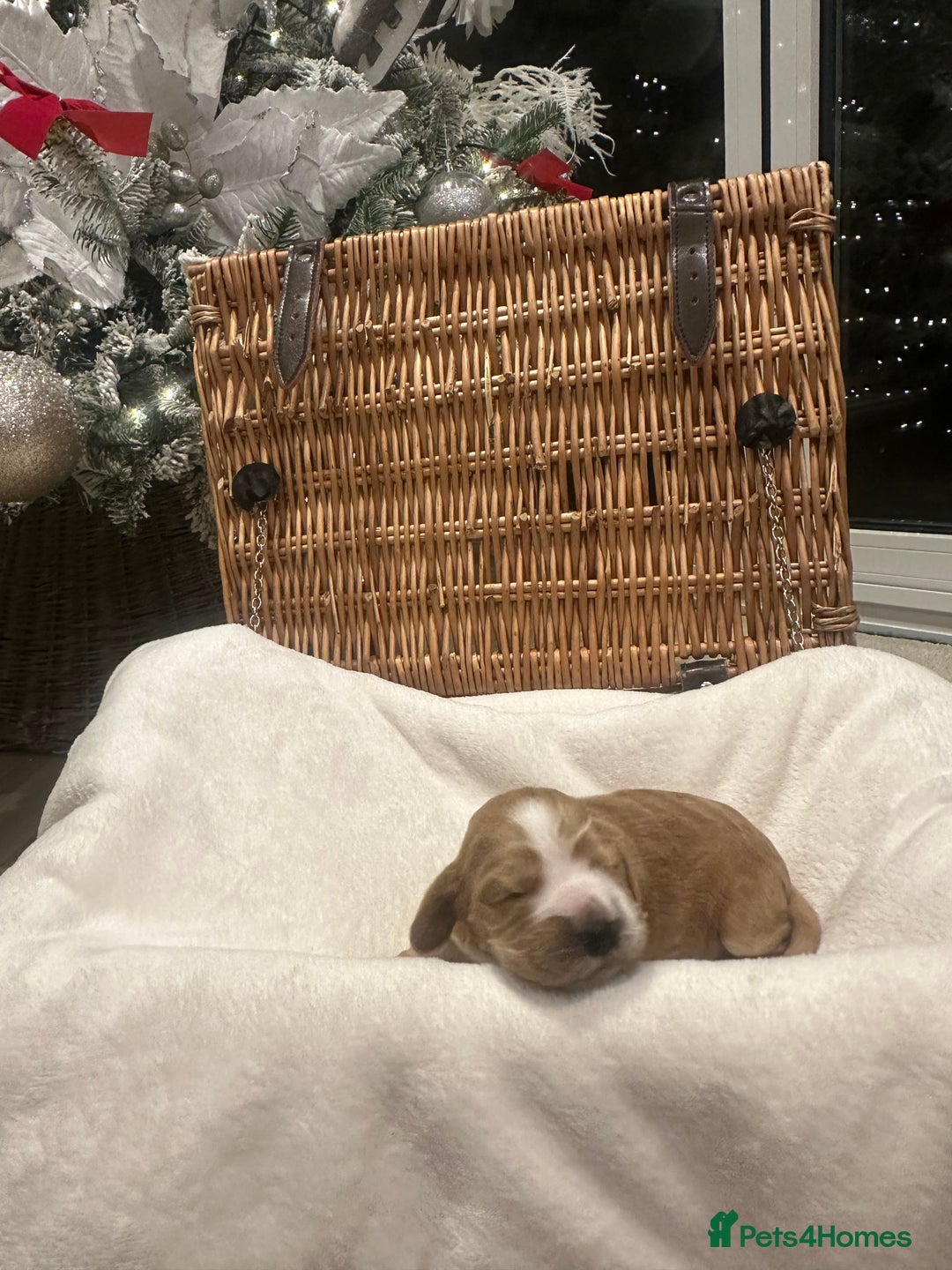 Cocker Spaniel dogs for sale: Show Type Cocker Spaniels Health Tested parent - Advert 7