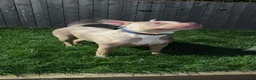 American Bulldog dogs for sale: 2year old American Bulldog in Hartlepool - Advert 5