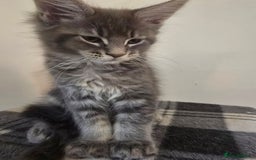 Maine Coon cats for sale: Beautiful Maine coon kittens  - Image 19