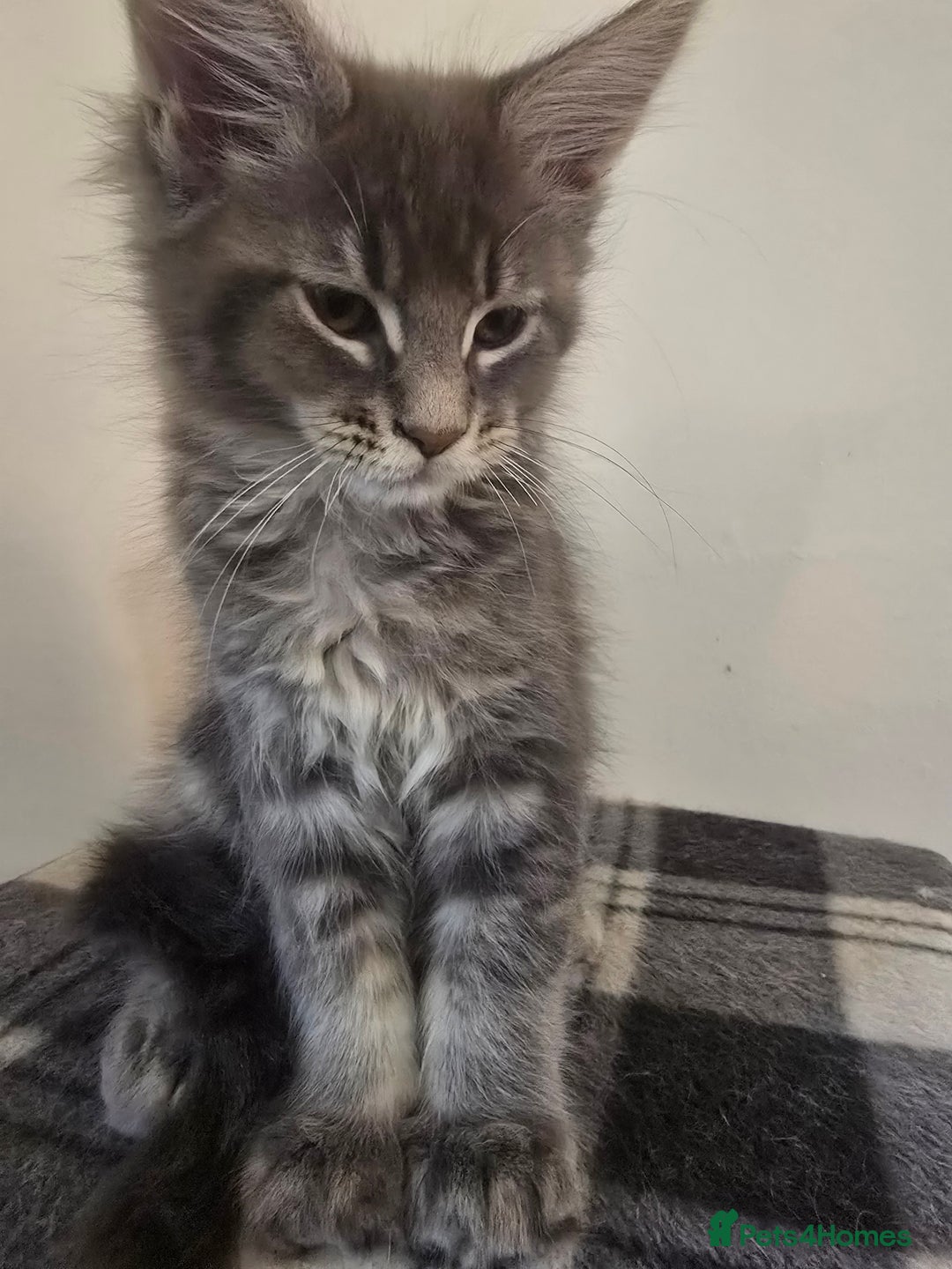 Maine Coon cats for sale: Beautiful Maine coon kittens  - Image 19