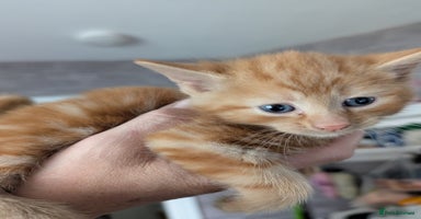 British Longhair cats - Advert 5