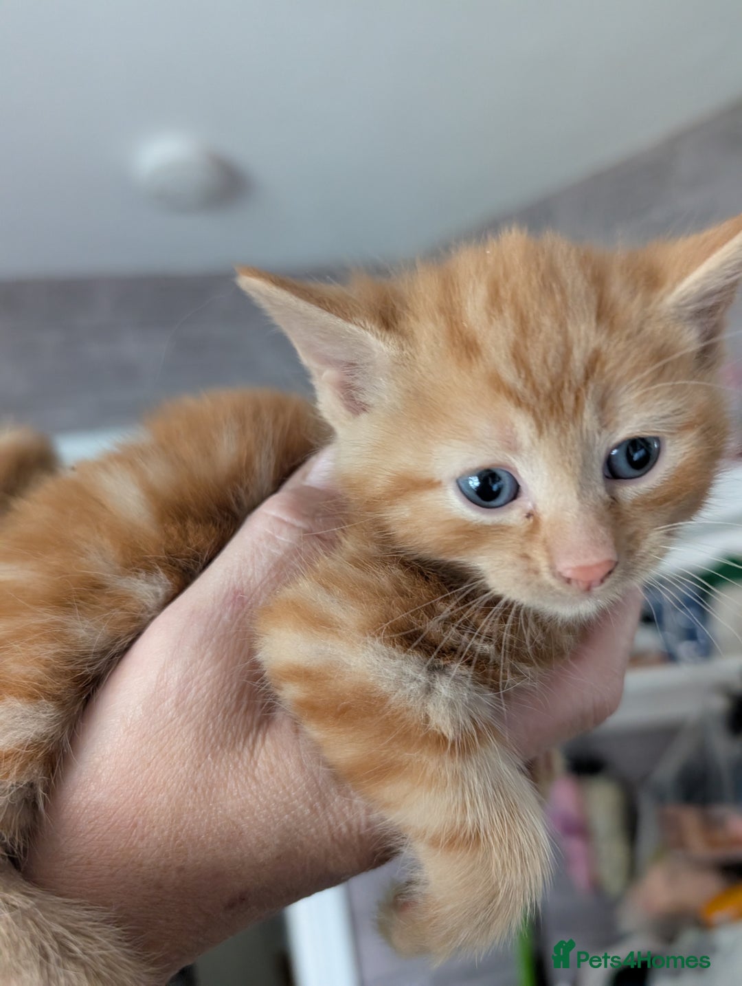 British Longhair cats for sale: 2 boys 1 ginger, 1 black,1 girl grey 🩶 - Image 2