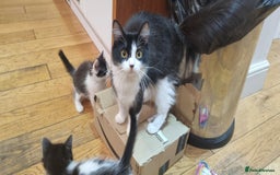 Domestic Shorthair cats for sale: 3 Perfect Black and White Girls Kittens - Image 5