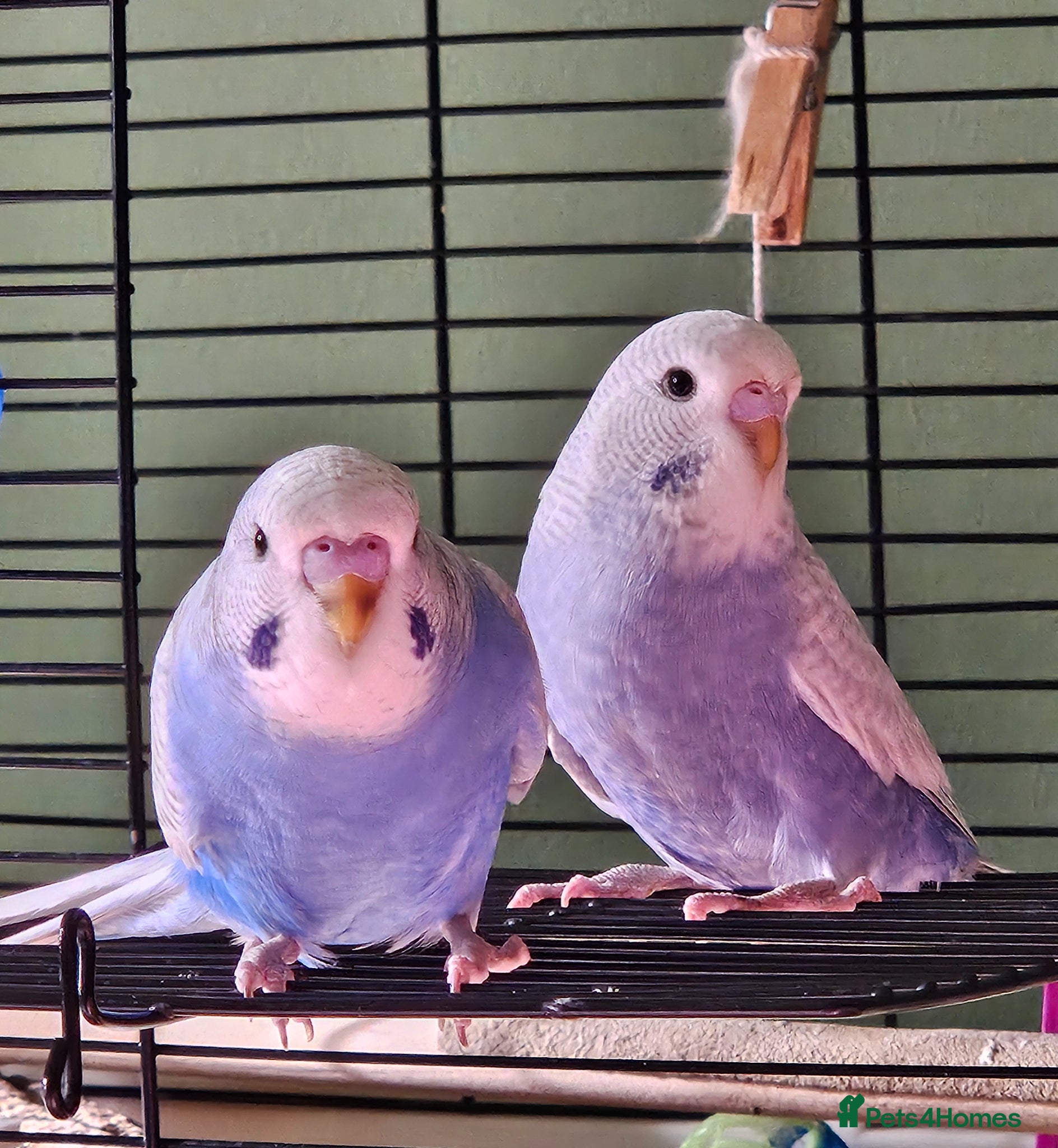 Budgerigars birds 3 Male Chicks Semi Tame - Advert 2