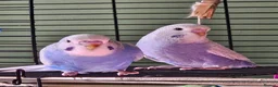 Budgerigars birds for sale: 3 Male Chicks Semi Tame in Betchworth - Advert 1