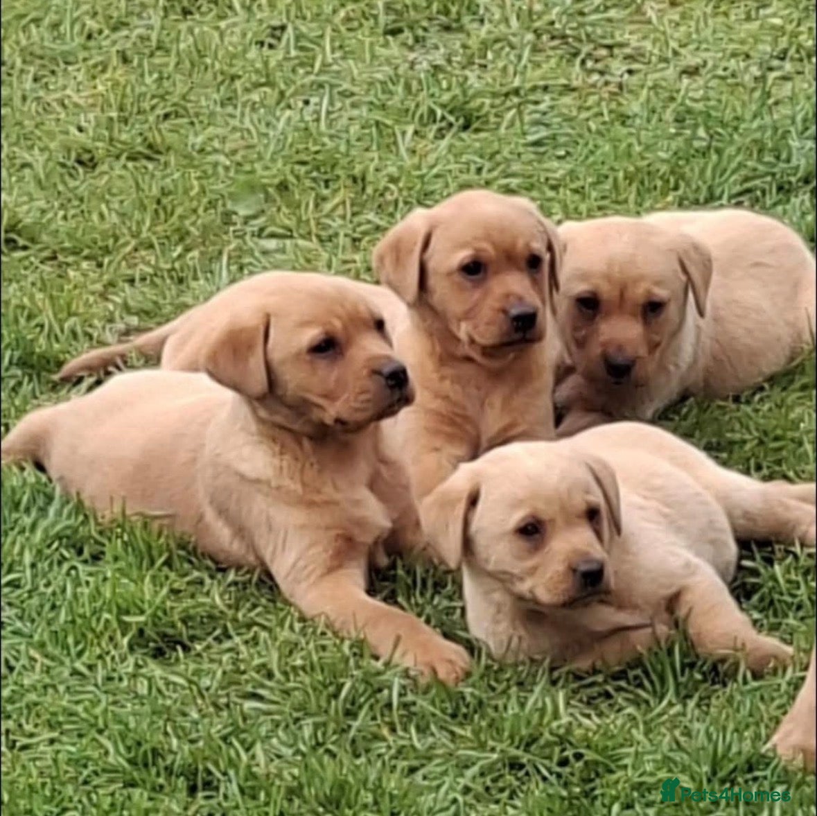 Labrador Retriever dogs Fox red labrador puppies - Advert 7
