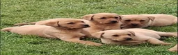 Labrador Retriever dogs for sale: Fox red labrador puppies in Armagh - Advert 1