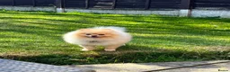 Pomeranian dogs for sale: A little fluffy Pomeranian  in Wakefield - Advert 2