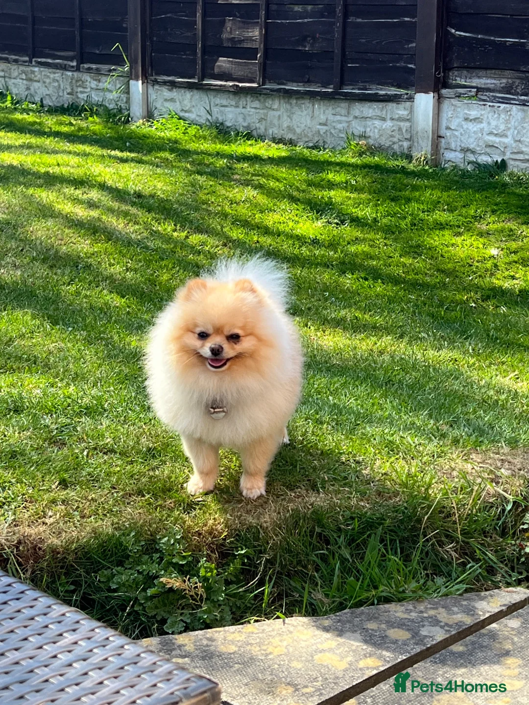 Pomeranian dogs for sale: A little fluffy Pomeranian  in Wakefield - Advert 2