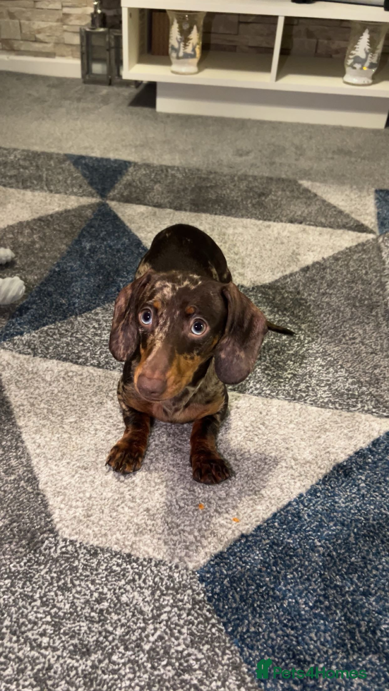 Miniature Dachshund dogs Bambi in Burnley - Advert 10