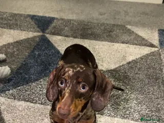 Miniature Dachshund dogs Bambi in Burnley - Advert 4