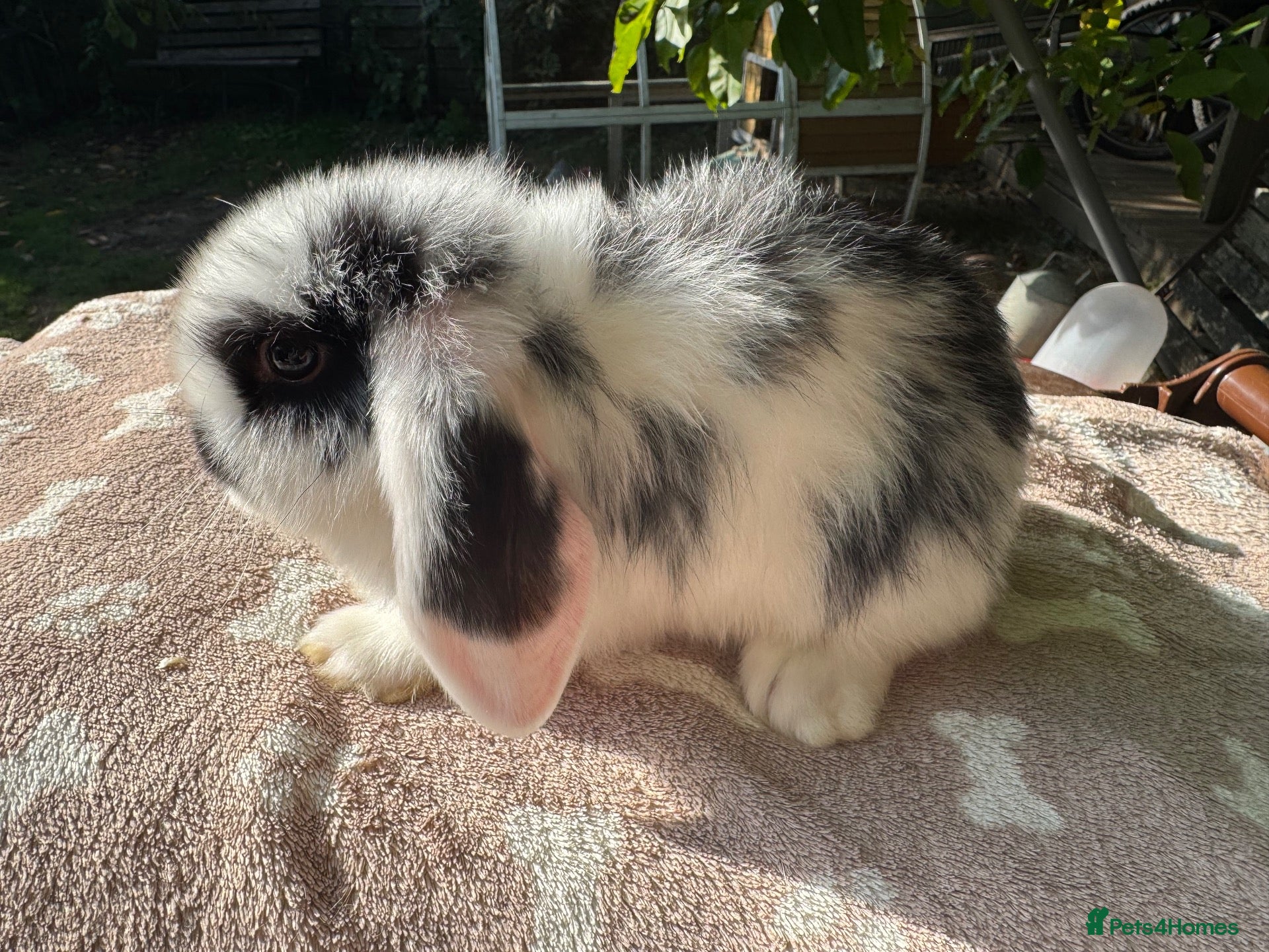 Mini Lop rabbits Mini lop  Adults and an 8 week old for sale  - Advert 1