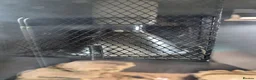 Bearded Dragon reptiles for sale: Male bearded dragon for sale in Emsworth - Advert 5