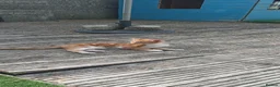 Mixed Breed cats for sale: 2 gorgeous kittens looking for their forever home  - Advert 14