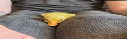 Ducks poultry for sale: 2 baby runner ducks  in Hemel Hempstead - Advert 3