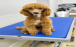 Mixed Breed dogs for sale: Moyen Poodles - Image 15