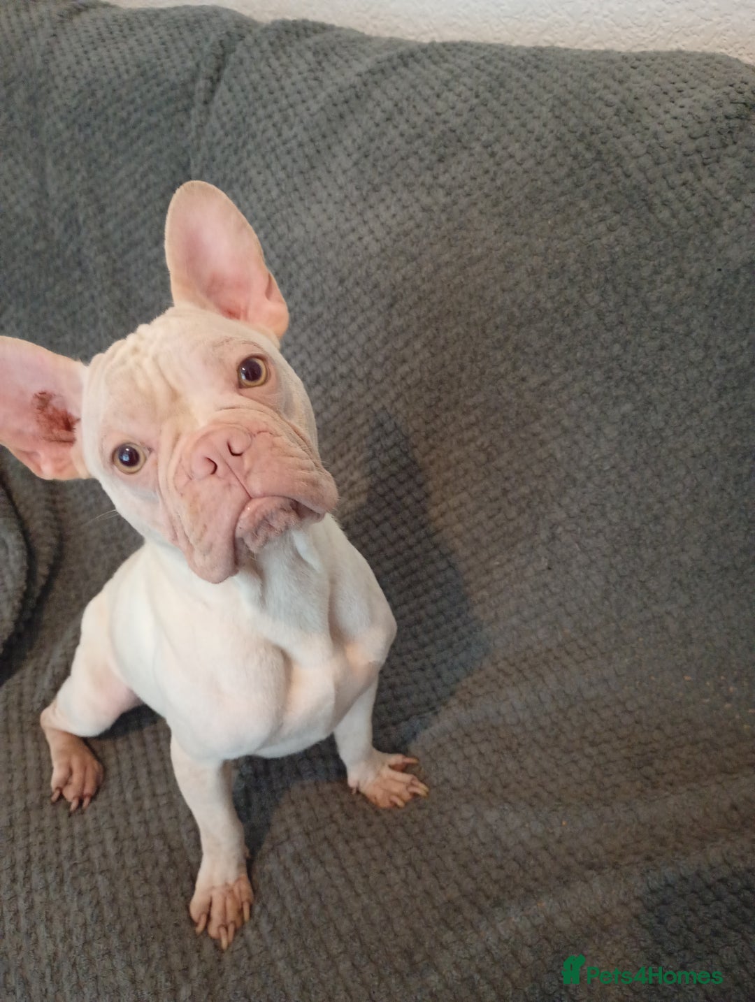 French Bulldog dogs for sale: 💥Two Amazing french bulldogs caring pink🐶 - Image 7