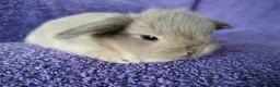 Mini Lop rabbits for sale: Baby mini lop rabbits for sale  - Advert 3
