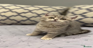 Scottish Fold cats Pedigree Scottish fold and straight kittens - Advert 4