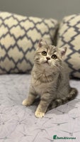 Scottish Fold cats Pedigree Scottish fold and straight kittens - Advert 4