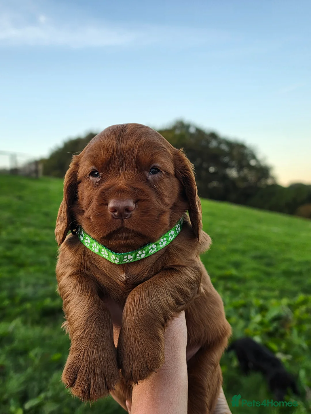 Cocker Spaniel dogs for sale: Kc registered cocker spaniels  - Advert 15