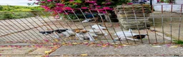 Jack Russell dogs for sale: Small strain Jack Russel pups - Advert 11