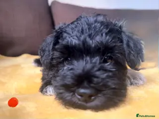 Miniature Schnauzer dogs KC Miniature Schnauzer Puppies - Advert 3